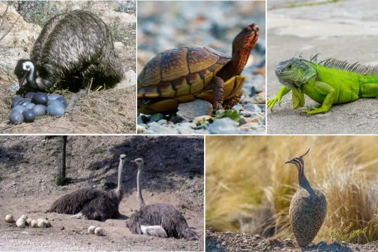 Animals that Lay Eggs on the Ground