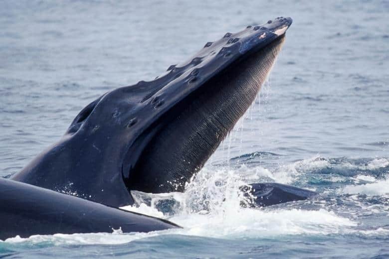 Baleen whales