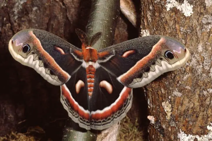 Cecropia moths