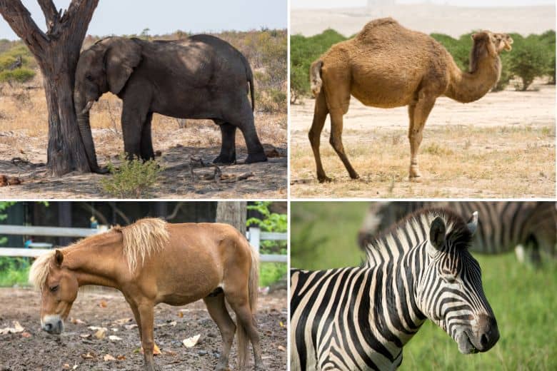 Which Animal Sleeps While Standing