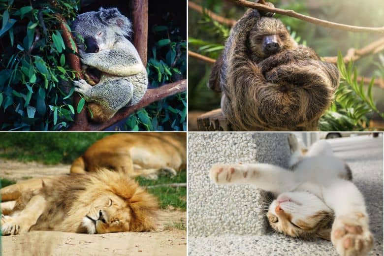 Which is the Laziest Animal