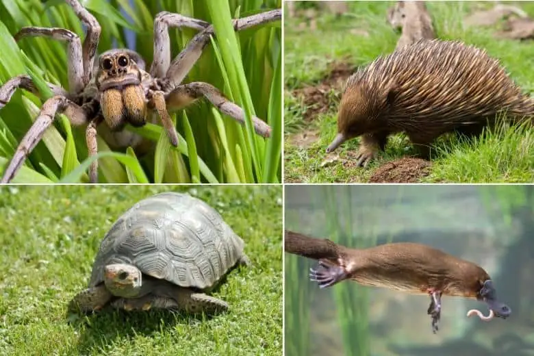 animals that dont have teeth