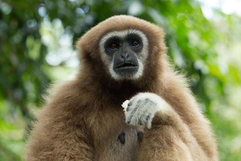 Gibbon Apes