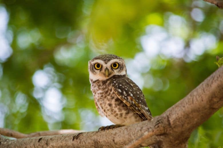 What Predators Eat Owls